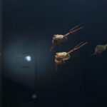 Kielce. Ekspozycja w Centrum Geoedukacji / Patryk Cudzik / Radio Kielce