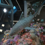 Kielce. Ekspozycja w Centrum Geoedukacji / Patryk Cudzik / Radio Kielce