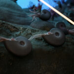 Kielce. Ekspozycja w Centrum Geoedukacji / Patryk Cudzik / Radio Kielce