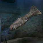 Kielce. Ekspozycja w Centrum Geoedukacji / Patryk Cudzik / Radio Kielce