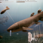 Kielce. Ekspozycja w Centrum Geoedukacji / Patryk Cudzik / Radio Kielce