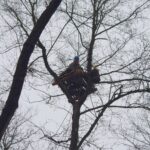 Budowanie platformy gniazdowej dla bielika w ramach projektu LIFE na terenie Nadleśnictwa Pińczów / Zespół Świętokrzyskich i Nadnidziańskich Parków Krajobrazowych