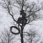 Budowanie platformy gniazdowej dla bielika w ramach projektu LIFE na terenie Nadleśnictwa Pińczów / Zespół Świętokrzyskich i Nadnidziańskich Parków Krajobrazowych