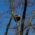 Platforma gniazdowej dla bielika na terenie Nadleśnictwie Pińczów / Zespół Świętokrzyskich i Nadnidziańskich Parków Krajobrazowych