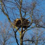 Platforma gniazdowej dla bielika na terenie Nadleśnictwie Pińczów / Zespół Świętokrzyskich i Nadnidziańskich Parków Krajobrazowych