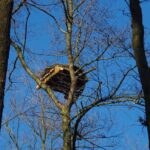 Platforma gniazdowej dla bielika na terenie Nadleśnictwie Pińczów / Zespół Świętokrzyskich i Nadnidziańskich Parków Krajobrazowych