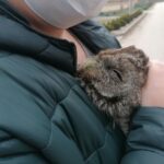 26.03.2021. Chroberz. Ptaki wypuszczone na wolność / Marta Gajda / Radio Kielce