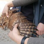 26.03.2021. Chroberz. Ptaki wypuszczone na wolność / Marta Gajda / Radio Kielce