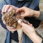 26.03.2021. Chroberz. Ptaki wypuszczone na wolność / Marta Gajda / Radio Kielce