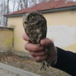 26.03.2021. Chroberz. Ptaki wypuszczone na wolność / Marta Gajda / Radio Kielce