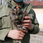 26.03.2021. Chroberz. Ptaki wypuszczone na wolność / Marta Gajda / Radio Kielce