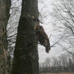 26.03.2021. Chroberz. Ptaki wypuszczone na wolność / Marta Gajda / Radio Kielce