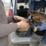 26.03.2021. Chroberz. Ptaki wypuszczone na wolność / Marta Gajda / Radio Kielce