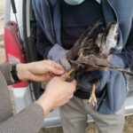 26.03.2021. Chroberz. Ptaki wypuszczone na wolność / Marta Gajda / Radio Kielce