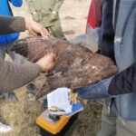 26.03.2021. Chroberz. Ptaki wypuszczone na wolność / Marta Gajda / Radio Kielce