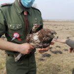 26.03.2021. Chroberz. Ptaki wypuszczone na wolność / Marta Gajda / Radio Kielce