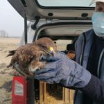 26.03.2021. Chroberz. Ptaki wypuszczone na wolność / Marta Gajda / Radio Kielce