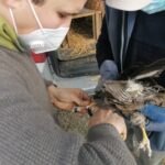 26.03.2021. Chroberz. Ptaki wypuszczone na wolność / Marta Gajda / Radio Kielce