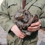 26.03.2021. Chroberz. Ptaki wypuszczone na wolność / Marta Gajda / Radio Kielce