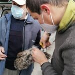 26.03.2021. Chroberz. Ptaki wypuszczone na wolność / Marta Gajda / Radio Kielce