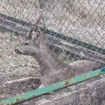 14.03.2021. Kielce. Uratowany jelonek / Straż Miejska w Kielcach