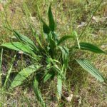 Liście babki lancetowatej / Hajotthu / wikipedia