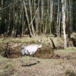 04.03.2021. Nietypowe ujęcia z leśnych fotopułapek / Nadleśnictwo Barycz