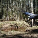 04.03.2021. Nietypowe ujęcia z leśnych fotopułapek / Nadleśnictwo Barycz