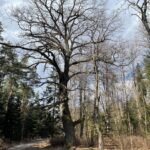 21.03.2021 Zwierzyniec i Czarnca. Miejsce walki i pamięci. Miejsce walki w Zwierzyńcu / Dionizy Krawczyński / Radio Kielce