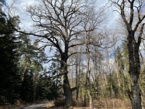 21.03.2021 Zwierzyniec i Czarnca. Miejsce walki i pamięci. Miejsce walki w Zwierzyńcu / Dionizy Krawczyński / Radio Kielce