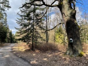 21.03.2021 Zwierzyniec i Czarnca. Miejsce walki i pamięci. Miejsce walki w Zwierzyńcu / Dionizy Krawczyński / Radio Kielce