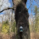 21.03.2021 Zwierzyniec i Czarnca. Miejsce walki i pamięci. Miejsce walki w Zwierzyńcu / Dionizy Krawczyński / Radio Kielce