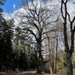 21.03.2021 Zwierzyniec i Czarnca. Miejsce walki i pamięci. Miejsce walki w Zwierzyńcu / Dionizy Krawczyński / Radio Kielce