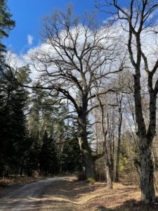 21.03.2021 Zwierzyniec i Czarnca. Miejsce walki i pamięci. Miejsce walki w Zwierzyńcu / Dionizy Krawczyński / Radio Kielce