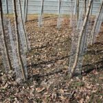 31.03.2021 Kielce. Porządki i siatki zabezpieczające przed bobrami nad kieleckim zalewem / Wiktor Taszłow / Radio Kielce