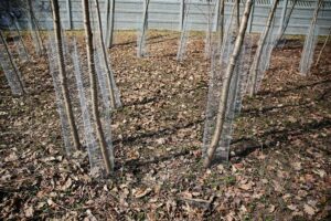 31.03.2021 Kielce. Porządki i siatki zabezpieczające przed bobrami nad kieleckim zalewem / Wiktor Taszłow / Radio Kielce