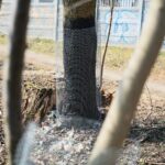 31.03.2021 Kielce. Porządki i siatki zabezpieczające przed bobrami nad kieleckim zalewem / Wiktor Taszłow / Radio Kielce