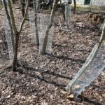 31.03.2021 Kielce. Porządki i siatki zabezpieczające przed bobrami nad kieleckim zalewem / Wiktor Taszłow / Radio Kielce