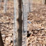 31.03.2021 Kielce. Porządki i siatki zabezpieczające przed bobrami nad kieleckim zalewem / Wiktor Taszłow / Radio Kielce