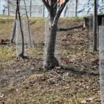 31.03.2021 Kielce. Porządki i siatki zabezpieczające przed bobrami nad kieleckim zalewem / Wiktor Taszłow / Radio Kielce