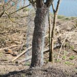 31.03.2021 Kielce. Porządki i siatki zabezpieczające przed bobrami nad kieleckim zalewem / Wiktor Taszłow / Radio Kielce