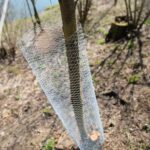 31.03.2021 Kielce. Porządki i siatki zabezpieczające przed bobrami nad kieleckim zalewem / Wiktor Taszłow / Radio Kielce