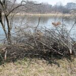 31.03.2021 Kielce. Porządki i siatki zabezpieczające przed bobrami nad kieleckim zalewem / Wiktor Taszłow / Radio Kielce