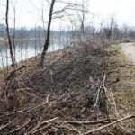 31.03.2021 Kielce. Porządki i siatki zabezpieczające przed bobrami nad kieleckim zalewem / Wiktor Taszłow / Radio Kielce