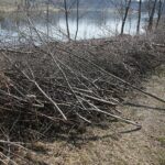 31.03.2021 Kielce. Porządki i siatki zabezpieczające przed bobrami nad kieleckim zalewem / Wiktor Taszłow / Radio Kielce