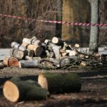 02.03.2021. Kielce. Wycięte drzewa w Parku Miejskim / Wiktor Taszłow / Radio Kielce