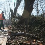 02.03.2021. Kielce. Wycięte drzewa w Parku Miejskim / Wiktor Taszłow / Radio Kielce