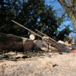 02.03.2021. Kielce. Wycięte drzewa w Parku Miejskim / Wiktor Taszłow / Radio Kielce