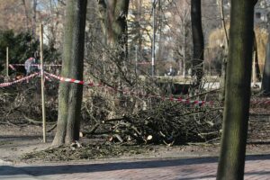 02.03.2021. Kielce. Wycięte drzewa w Parku Miejskim / Wiktor Taszłow / Radio Kielce