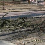 02.03.2021. Kielce. Wycięte drzewa w Parku Miejskim / Wiktor Taszłow / Radio Kielce